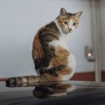 conseils et astuces pour prendre soin de votre dos, soulager les douleurs et maintenir une posture saine au quotidien.