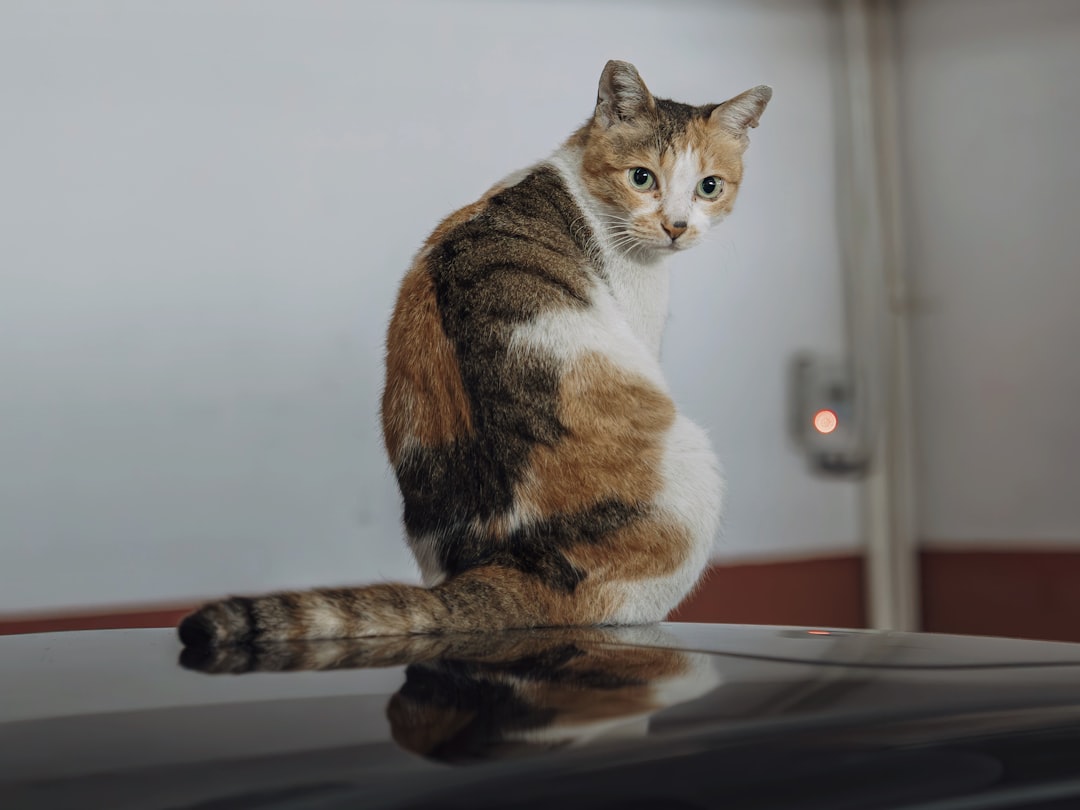 conseils et astuces pour prendre soin de votre dos, soulager les douleurs et maintenir une posture saine au quotidien.