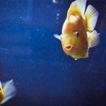 découvrez des poissons faciles à entretenir, parfaits pour les débutants en aquariophilie, avec des conseils pour bien démarrer.