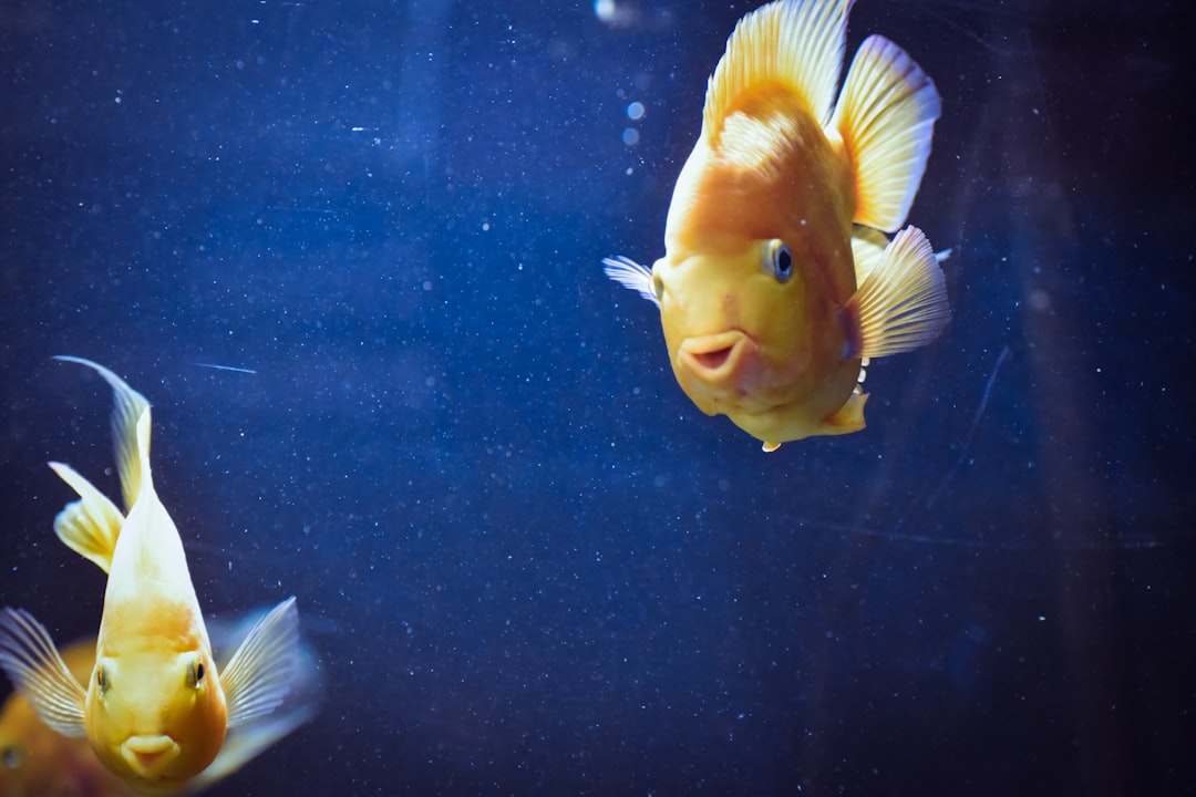 découvrez des poissons faciles à entretenir, parfaits pour les débutants en aquariophilie, avec des conseils pour bien démarrer.
