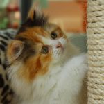 découvrez où placer le griffoir pour chat afin de protéger vos meubles et offrir à votre animal un espace de jeu adapté et confortable.