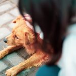 assurez la santé de votre chien avec une assurance santé canine complète et adaptée à ses besoins. protégez-le contre les imprévus vétérinaires.