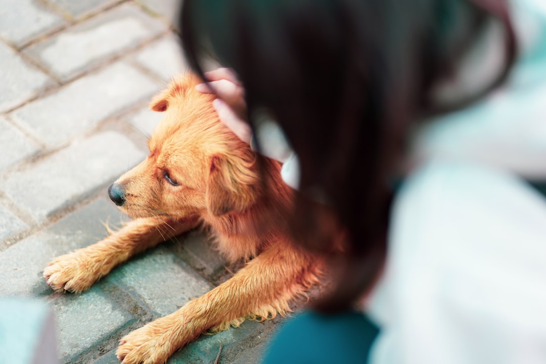 assurez la santé de votre chien avec une assurance santé canine complète et adaptée à ses besoins. protégez-le contre les imprévus vétérinaires.