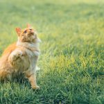 prévention naturelle contre les puces : découvrez des méthodes efficaces et écologiques pour protéger vos animaux sans produits chimiques.