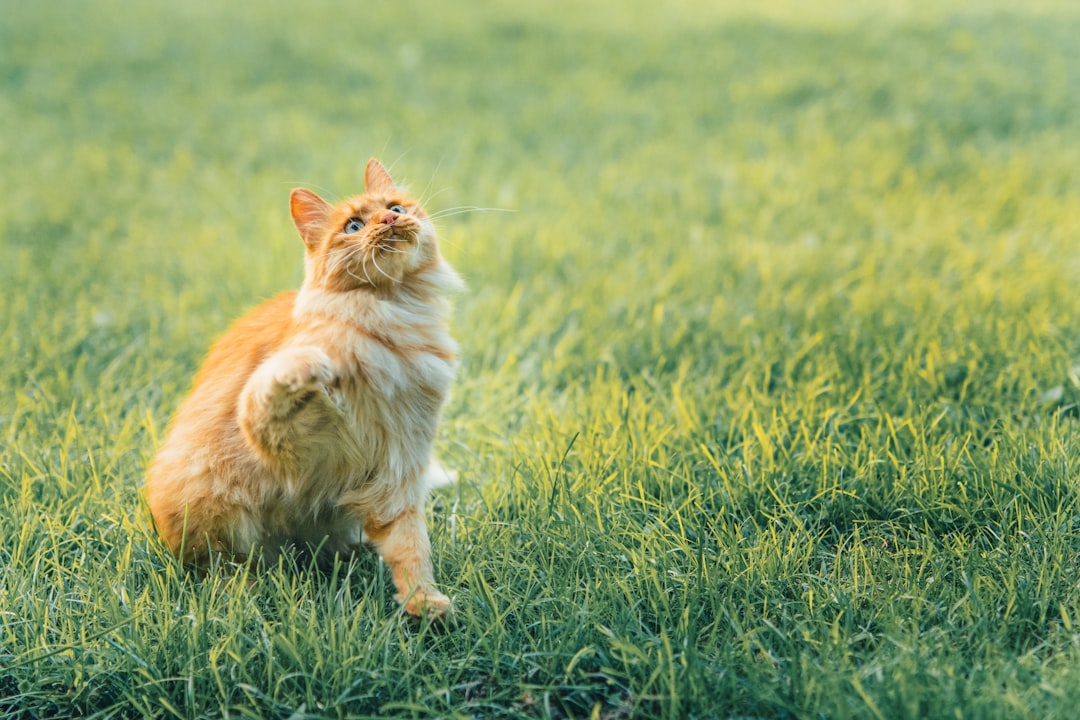 prévention naturelle contre les puces : découvrez des méthodes efficaces et écologiques pour protéger vos animaux sans produits chimiques.